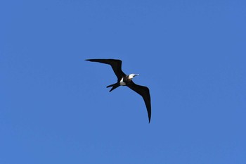 Lesser Frigatebird Kasai Rinkai Park Fri, 7/14/2017