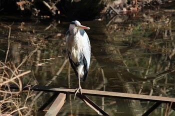 2022年1月9日(日) 北本自然観察公園の野鳥観察記録