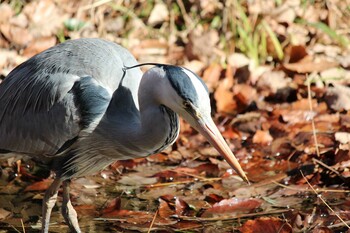 アオサギ 北本自然観察公園 2022年1月9日(日)