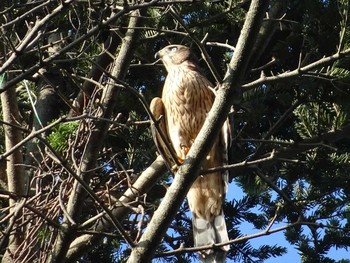 Eurasian Goshawk Shakujii Park Sat, 7/15/2017