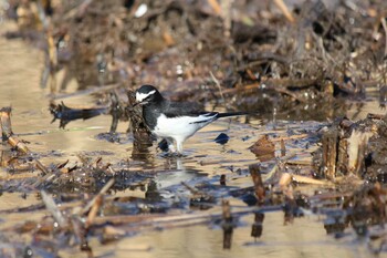 セグロセキレイ 北本自然観察公園 2022年1月9日(日)