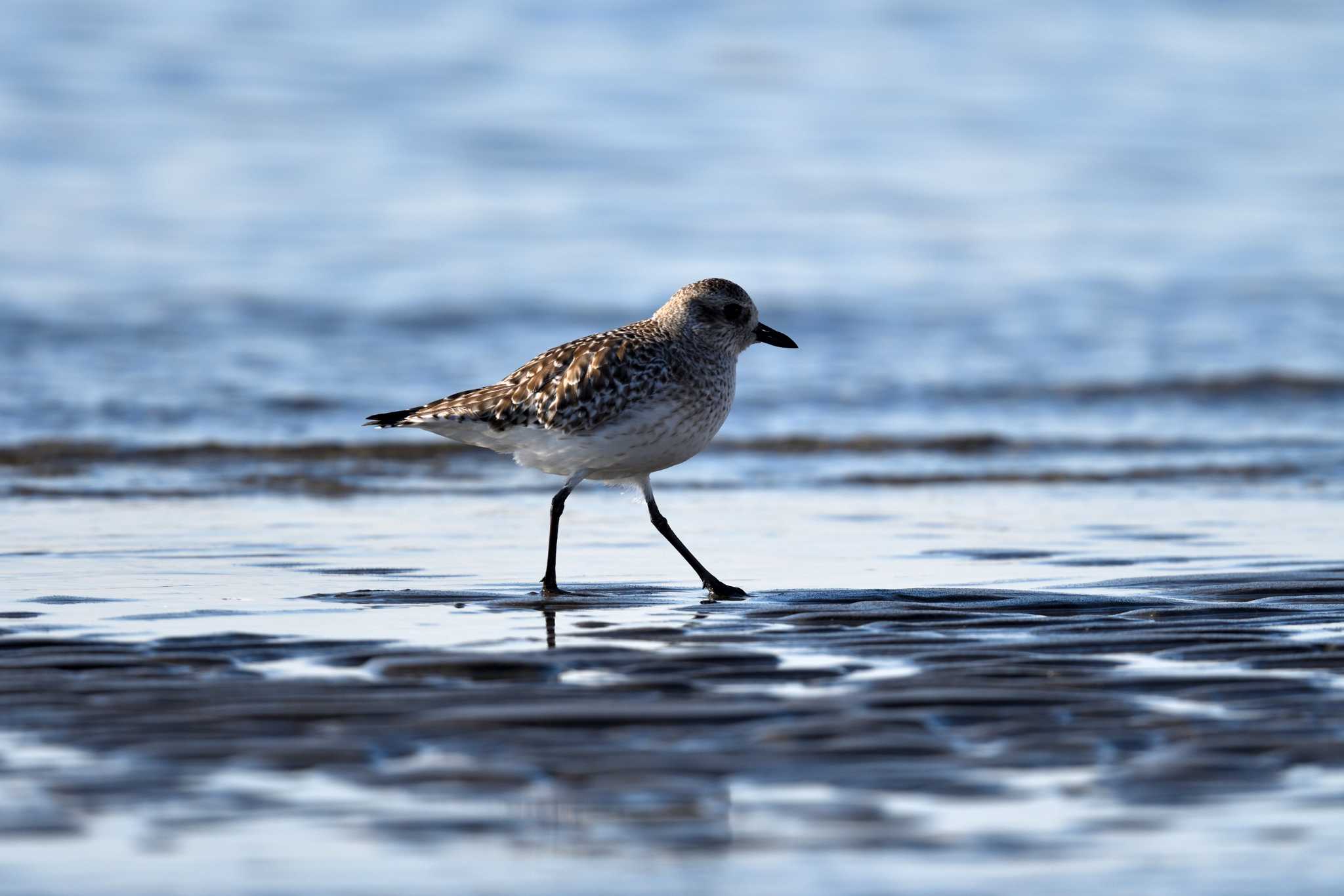 Photo of Grey Plover at Sambanze Tideland by tantan