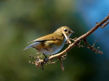 Red-flanked Bluetail 御岳山 Sun, 1/9/2022