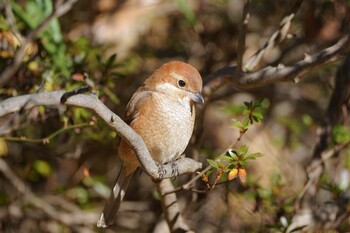 モズ 浅間山公園(府中市) 2021年12月26日(日)