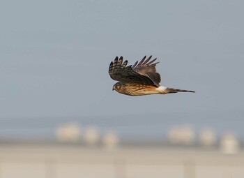 Hen Harrier Unknown Spots Sun, 1/9/2022