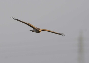 Hen Harrier Unknown Spots Sun, 1/9/2022