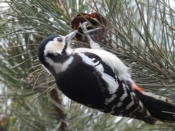 Sun, 1/9/2022 Birding report at Chaoyang Park(Beijing)