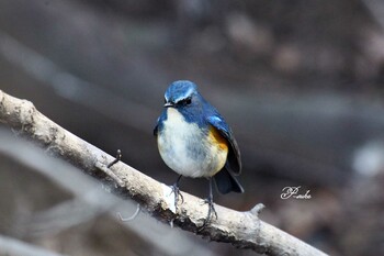 Red-flanked Bluetail Kitamoto Nature Observation Park Sat, 1/8/2022