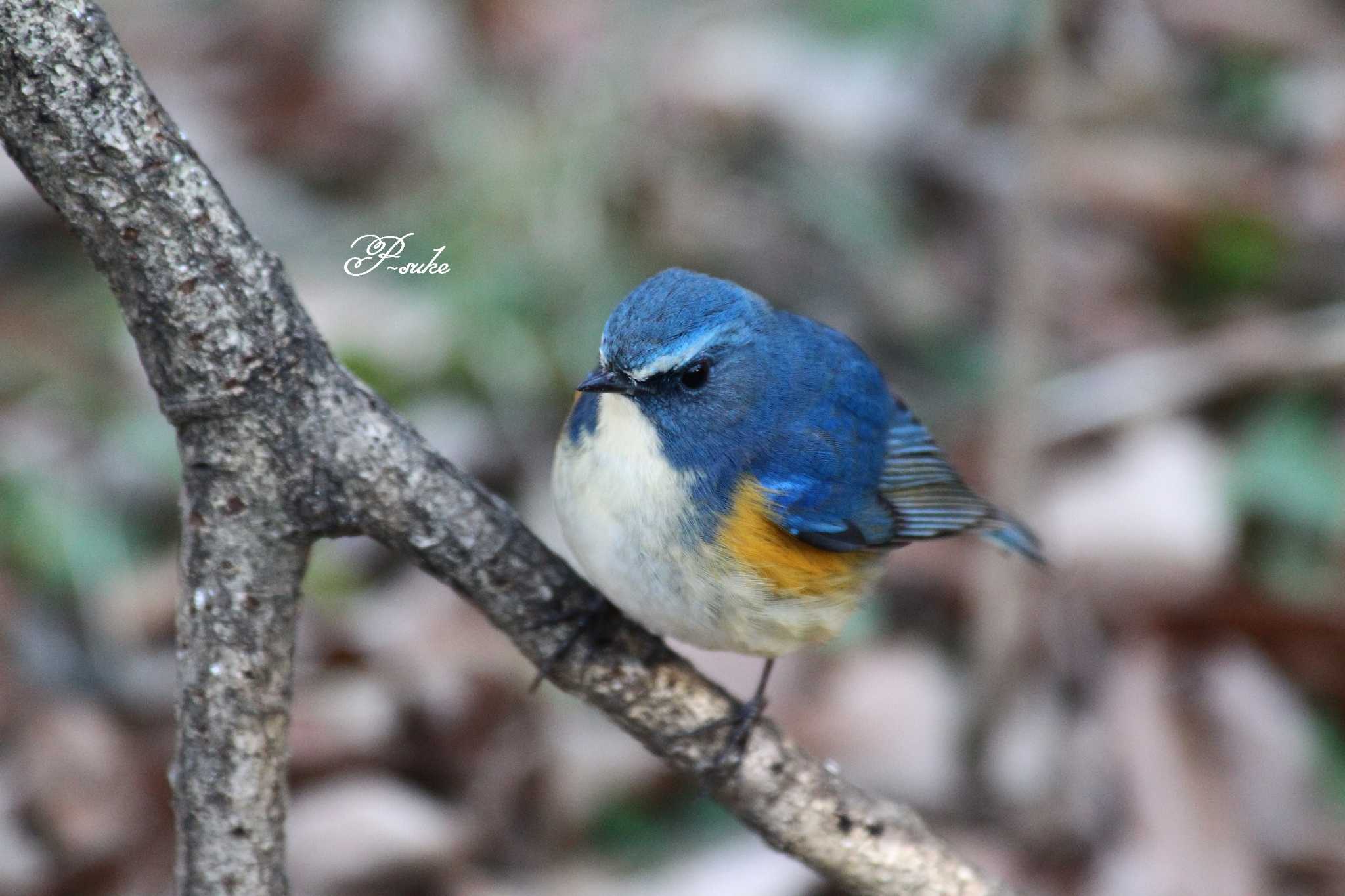 Photo of Red-flanked Bluetail at Kitamoto Nature Observation Park by ピースケ