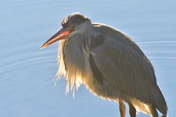 2022年1月9日(日) 長浜公園の野鳥観察記録