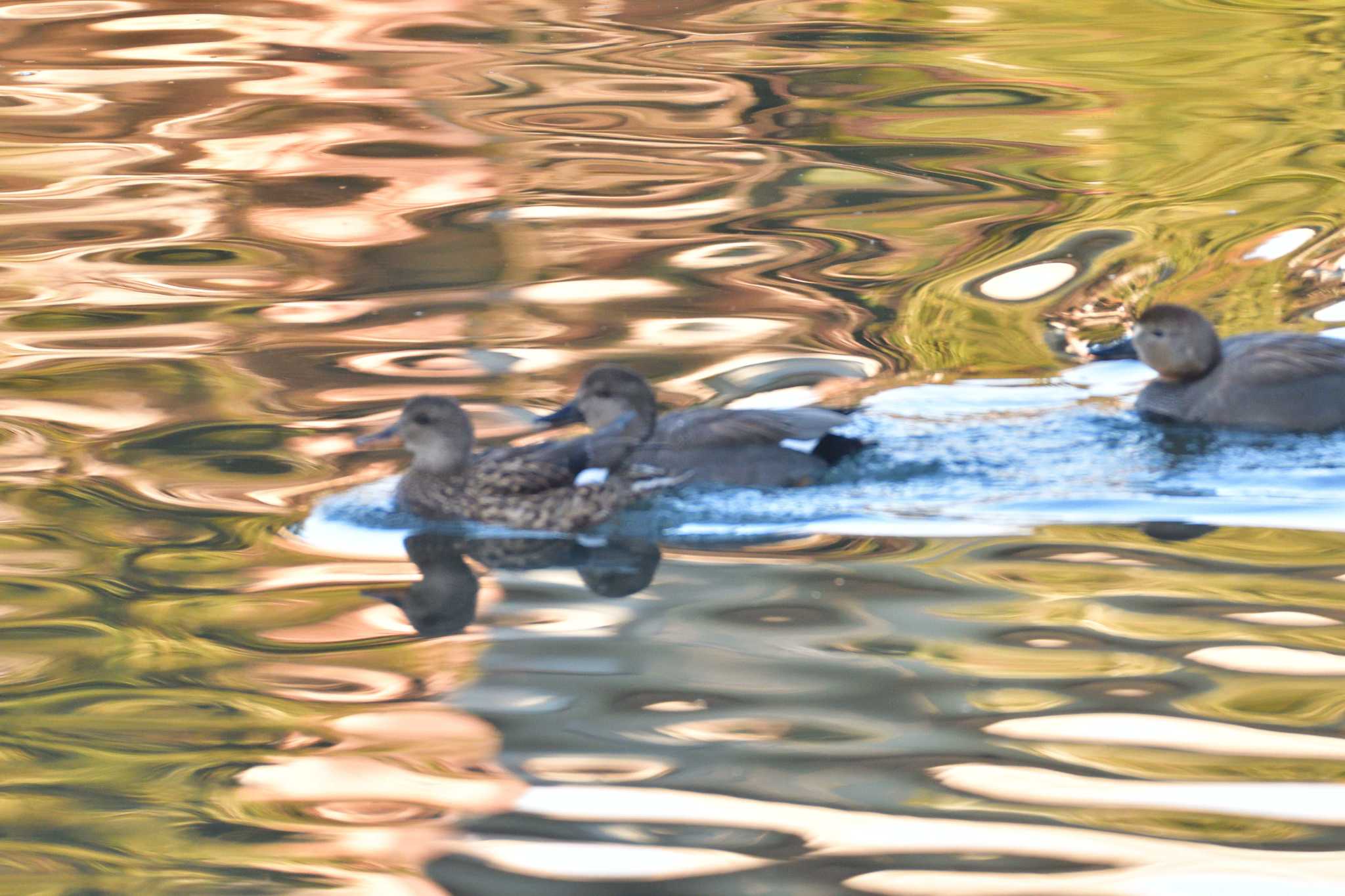 長浜公園 オカヨシガモの写真 by やなさん