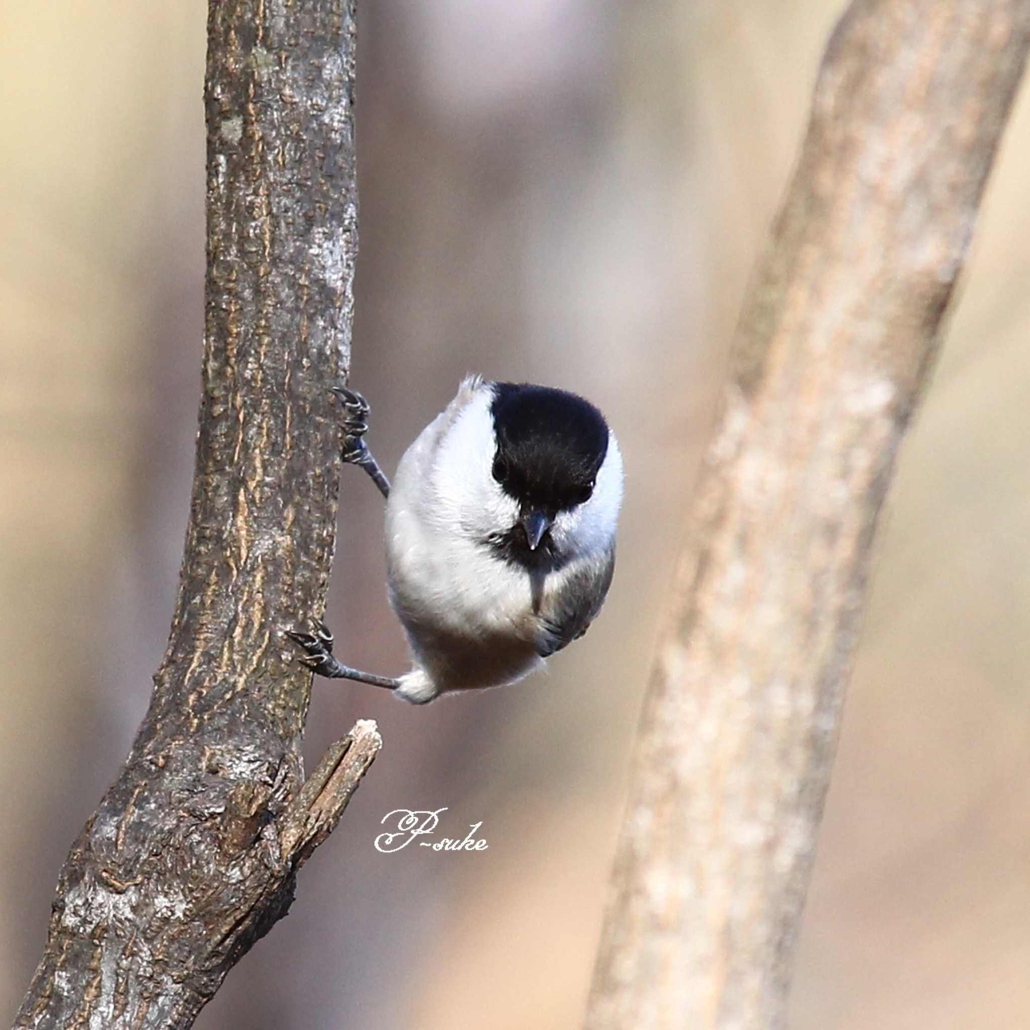 Photo of Willow Tit at Saitama Prefecture Forest Park by ピースケ