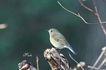 Red-flanked Bluetail Saitama Prefecture Forest Park Tue, 1/4/2022