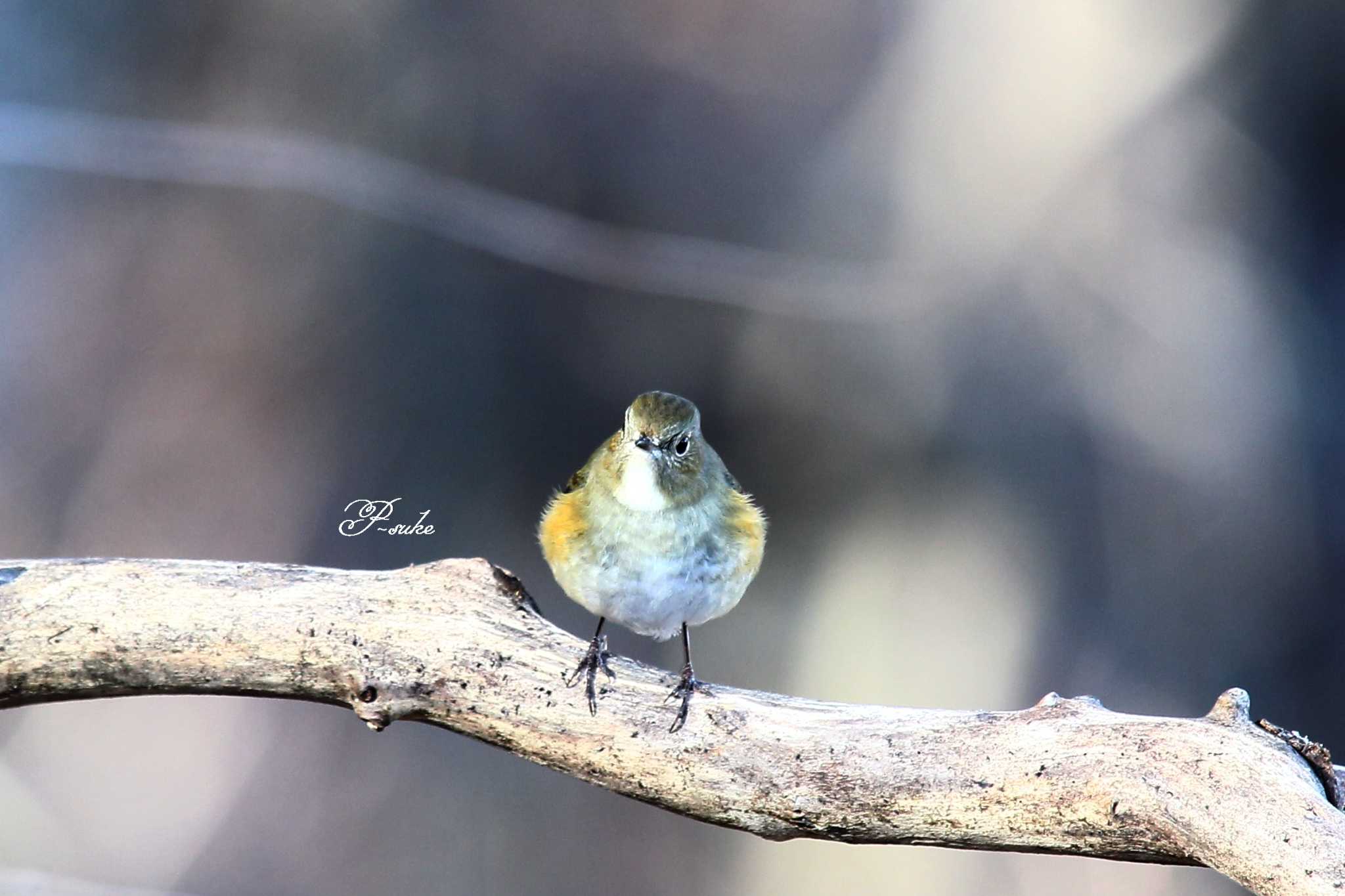 Photo of Red-flanked Bluetail at Saitama Prefecture Forest Park by ピースケ