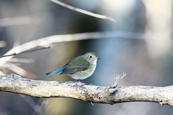 Red-flanked Bluetail Saitama Prefecture Forest Park Tue, 1/4/2022