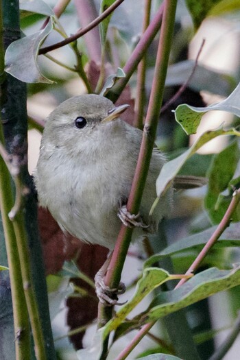 Japanese Bush Warbler 都内市街地 Sun, 1/9/2022