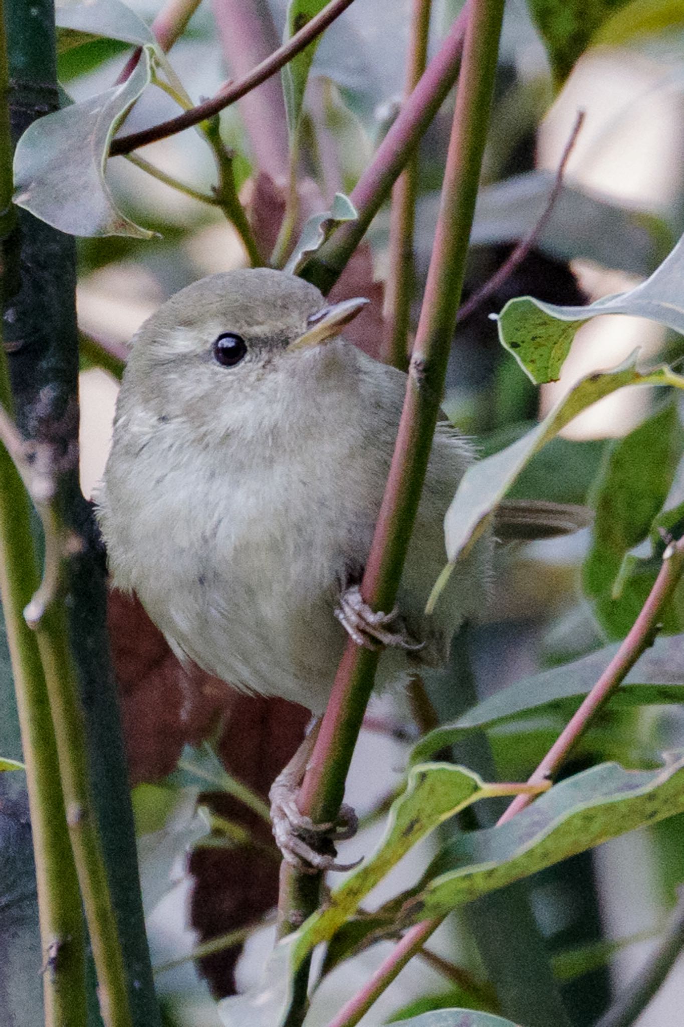 Photo of Japanese Bush Warbler at 都内市街地 by Marco Birds