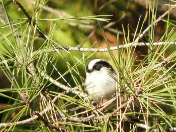 Sun, 1/9/2022 Birding report at 奈良市