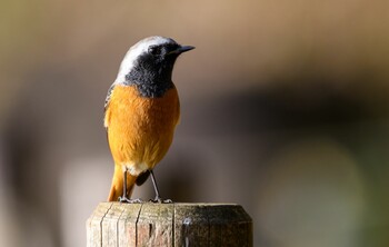 ジョウビタキ 船橋アンデルセン公園 2022年1月9日(日)