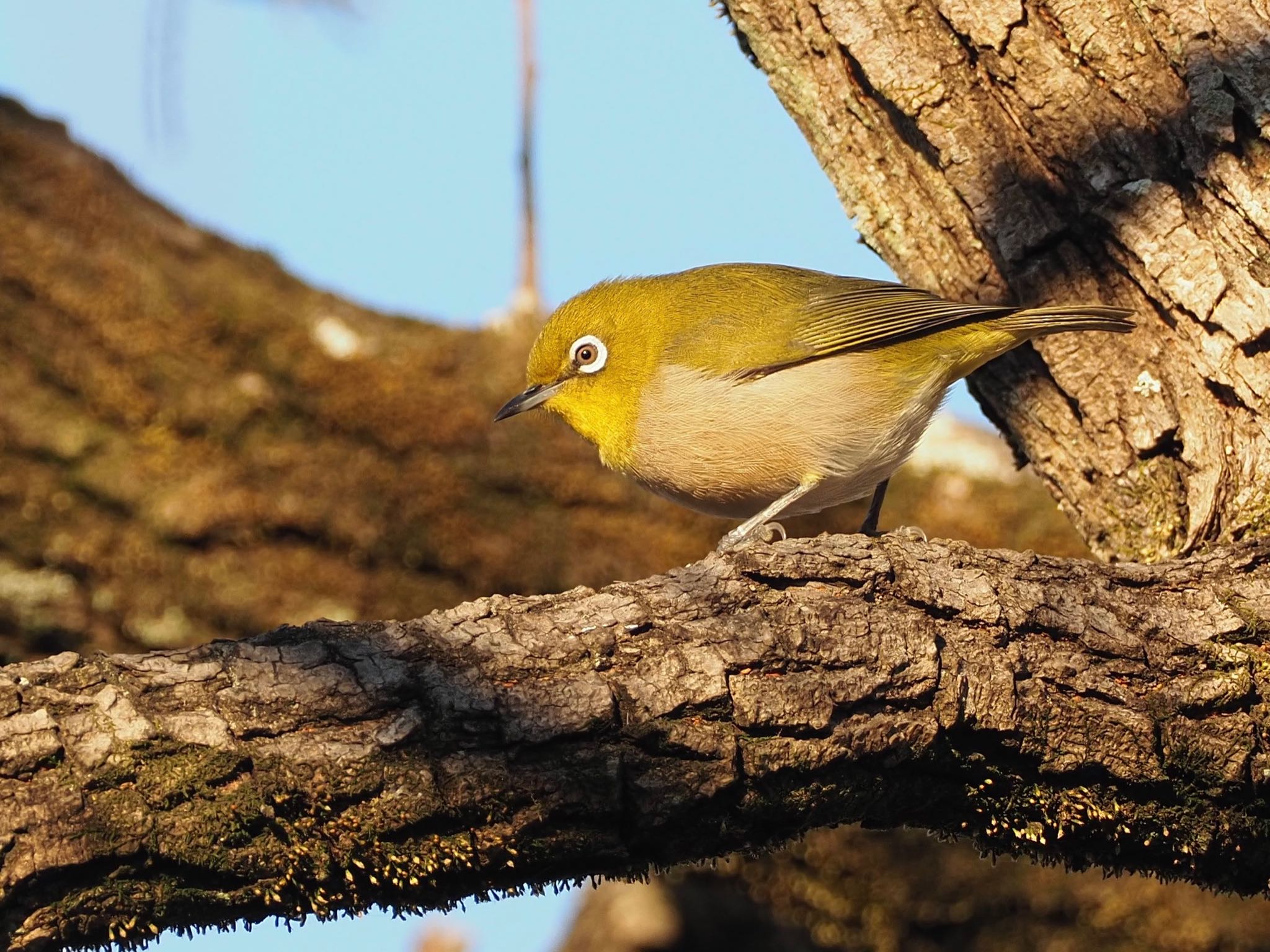 弥富野鳥園 メジロの写真 by unjun