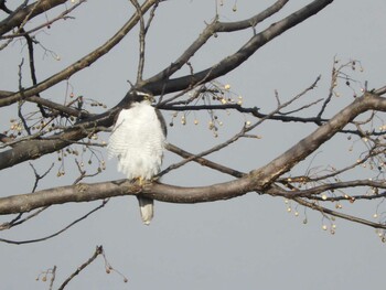 2022年1月9日(日) 京都の野鳥観察記録