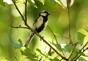 シジュウカラ 次大夫堀公園 2017年7月15日(土)