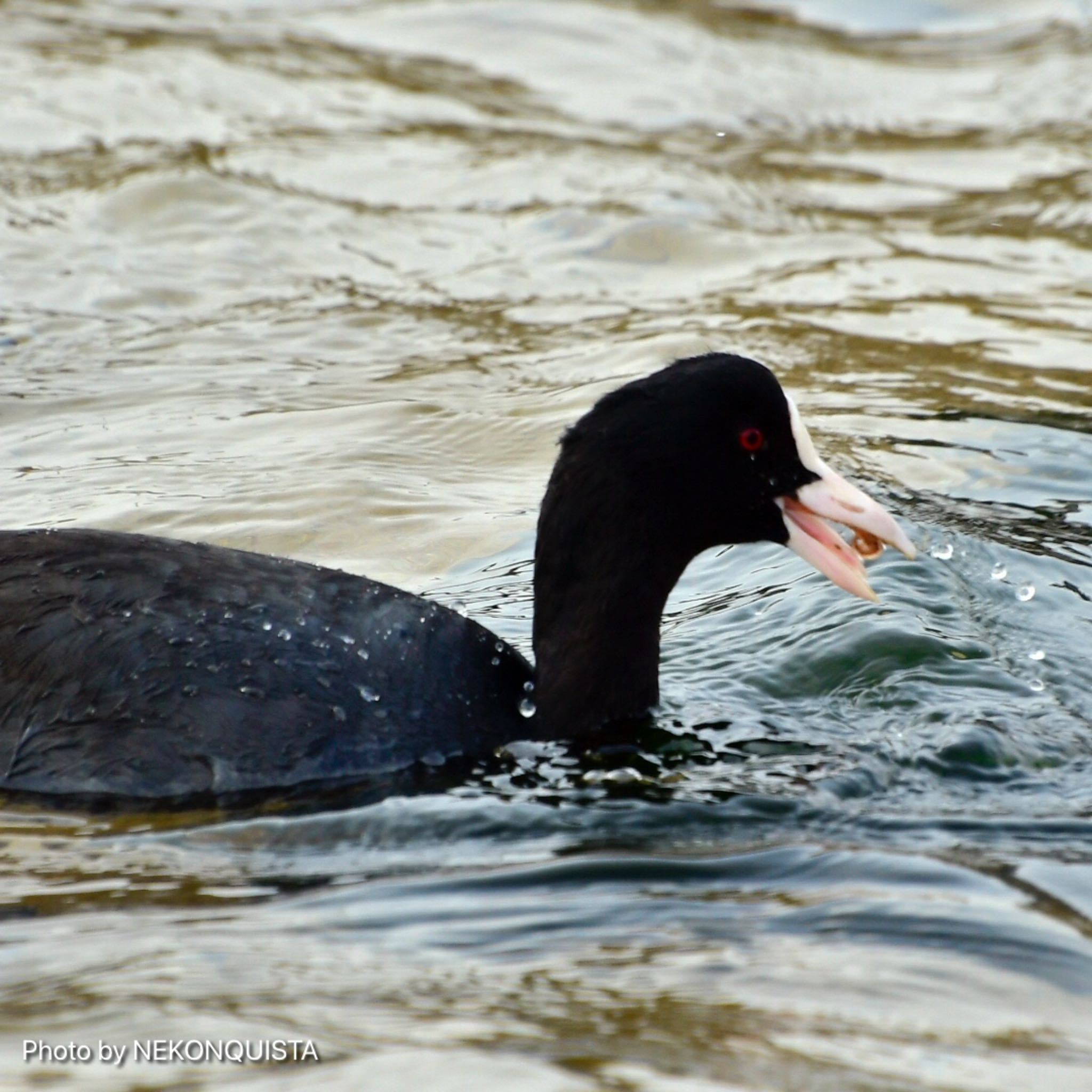 Photo of Eurasian Coot at 芦屋市 by NEKONQUISTA