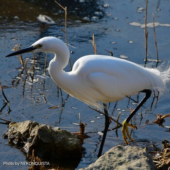 Little Egret 芦屋市 Sun, 1/9/2022