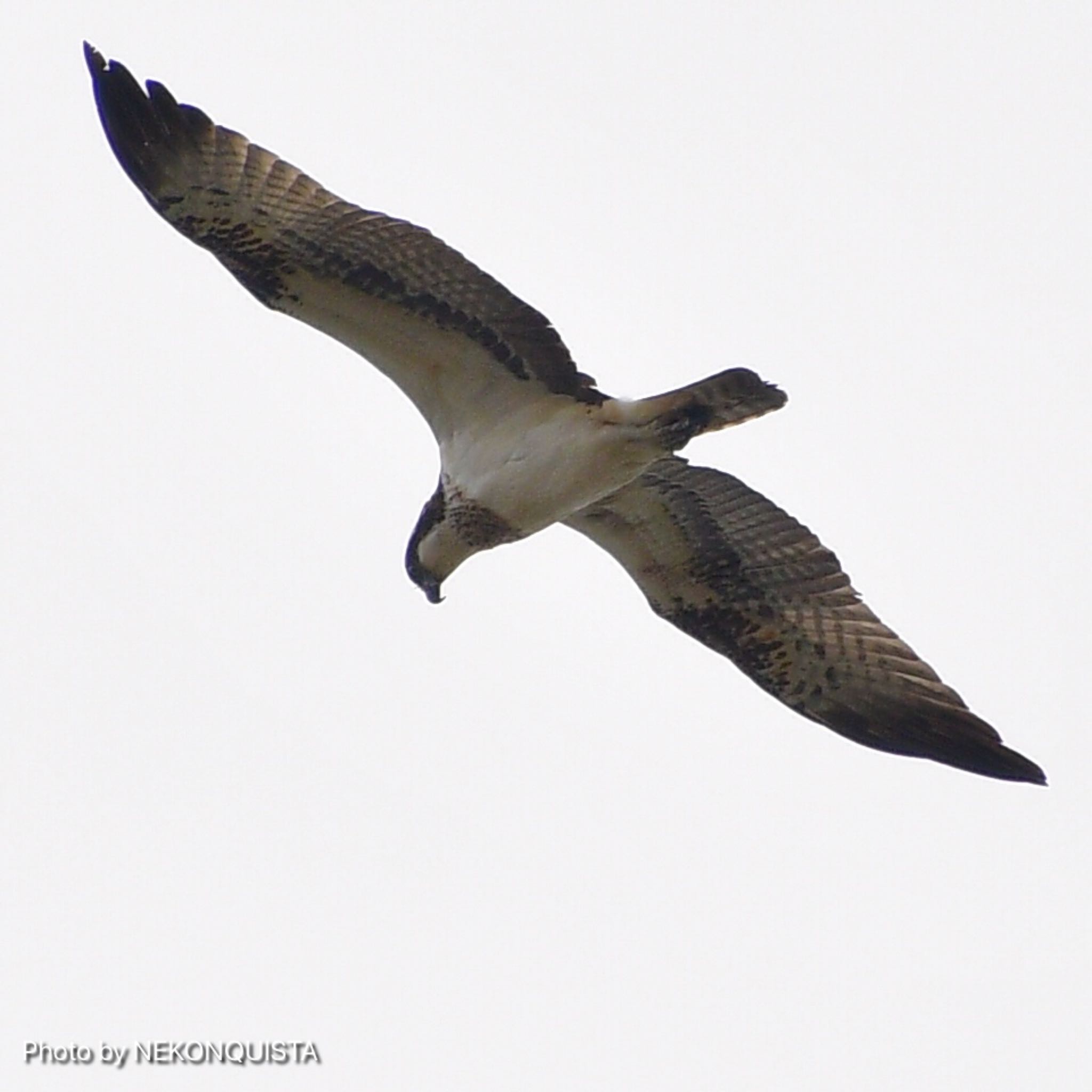 Photo of Osprey at 芦屋市 by NEKONQUISTA