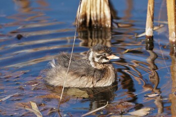 2022年1月8日(土) 上野恩賜公園の野鳥観察記録