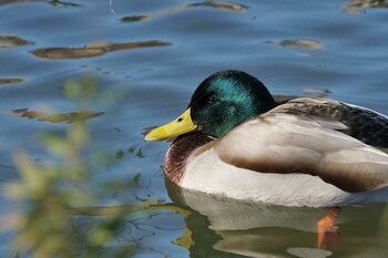 マガモ 上野恩賜公園 2022年1月8日(土)