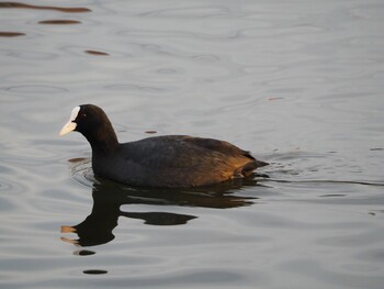 Eurasian Coot 門池公園(沼津市) Sun, 1/9/2022