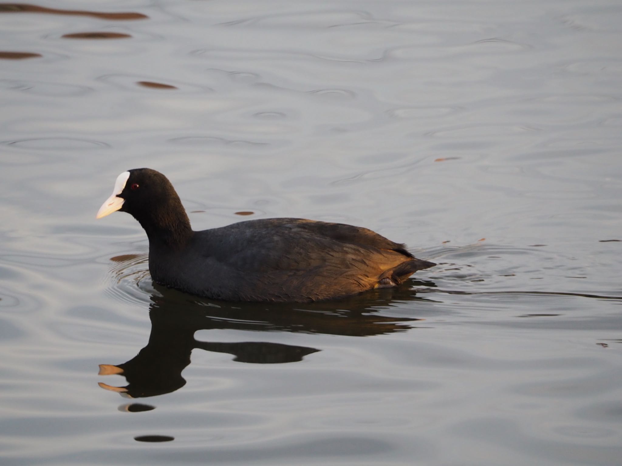 Photo of Eurasian Coot at 門池公園(沼津市) by km