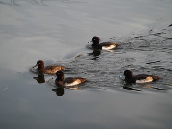 Tufted Duck 門池公園(沼津市) Sun, 1/9/2022