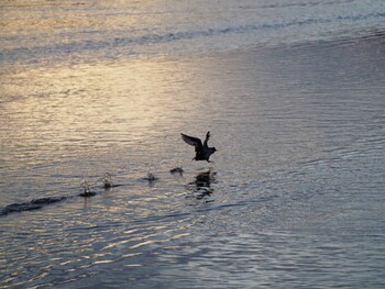 Tufted Duck 門池公園(沼津市) Sun, 1/9/2022