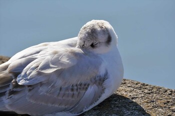 ユリカモメ 上野恩賜公園 2022年1月8日(土)