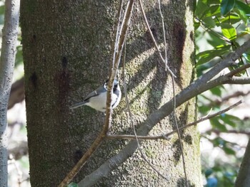 Japanese Tit 駿河平自然公園 Sun, 1/9/2022