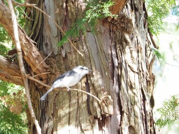 Ashy Minivet 駿河平自然公園 Sun, 1/9/2022