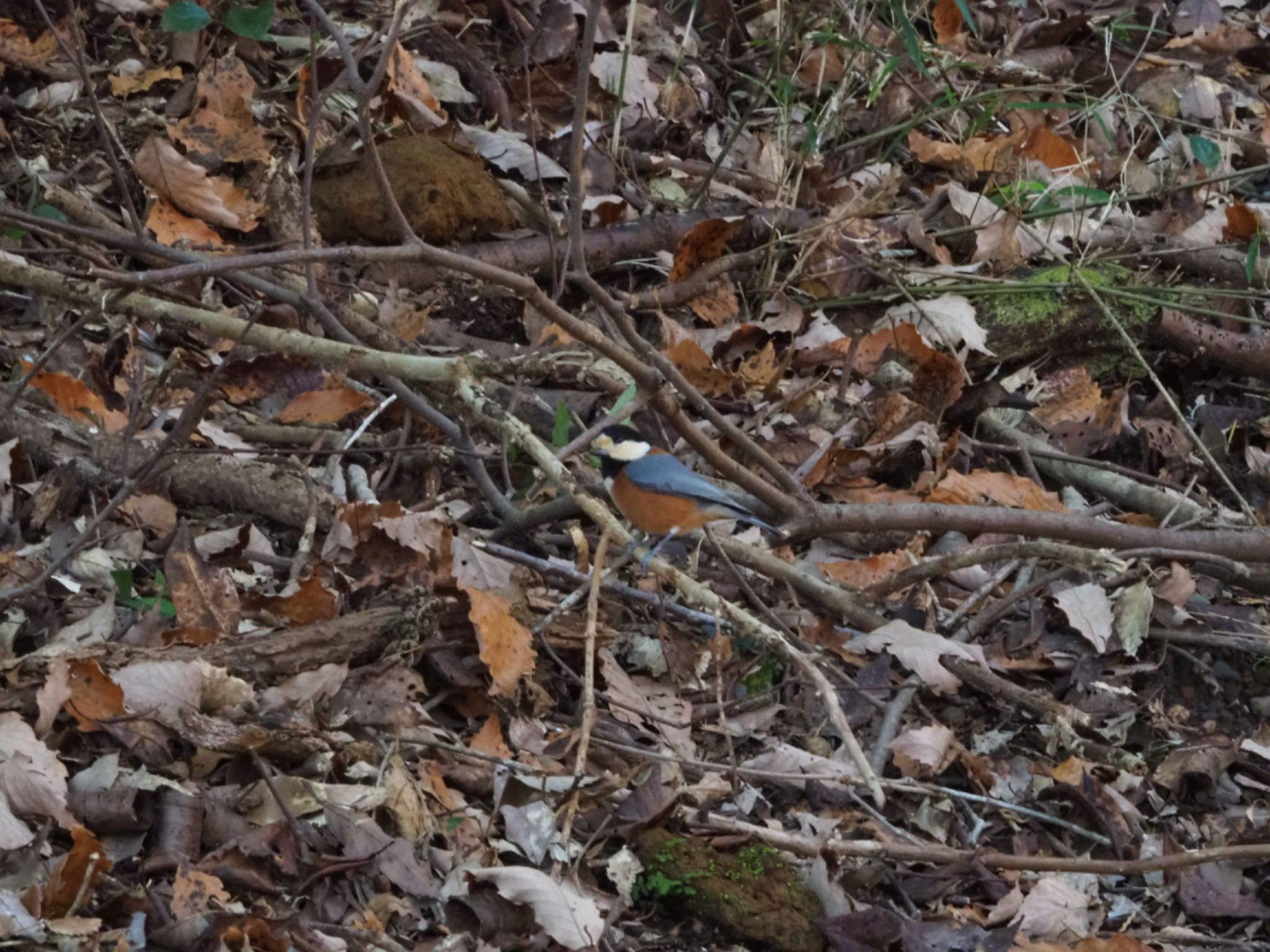 Photo of Varied Tit at 駿河平自然公園 by km