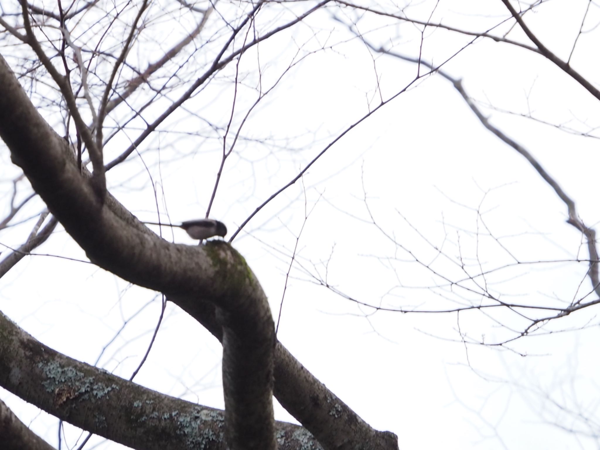 Photo of Long-tailed Tit at 駿河平自然公園 by km