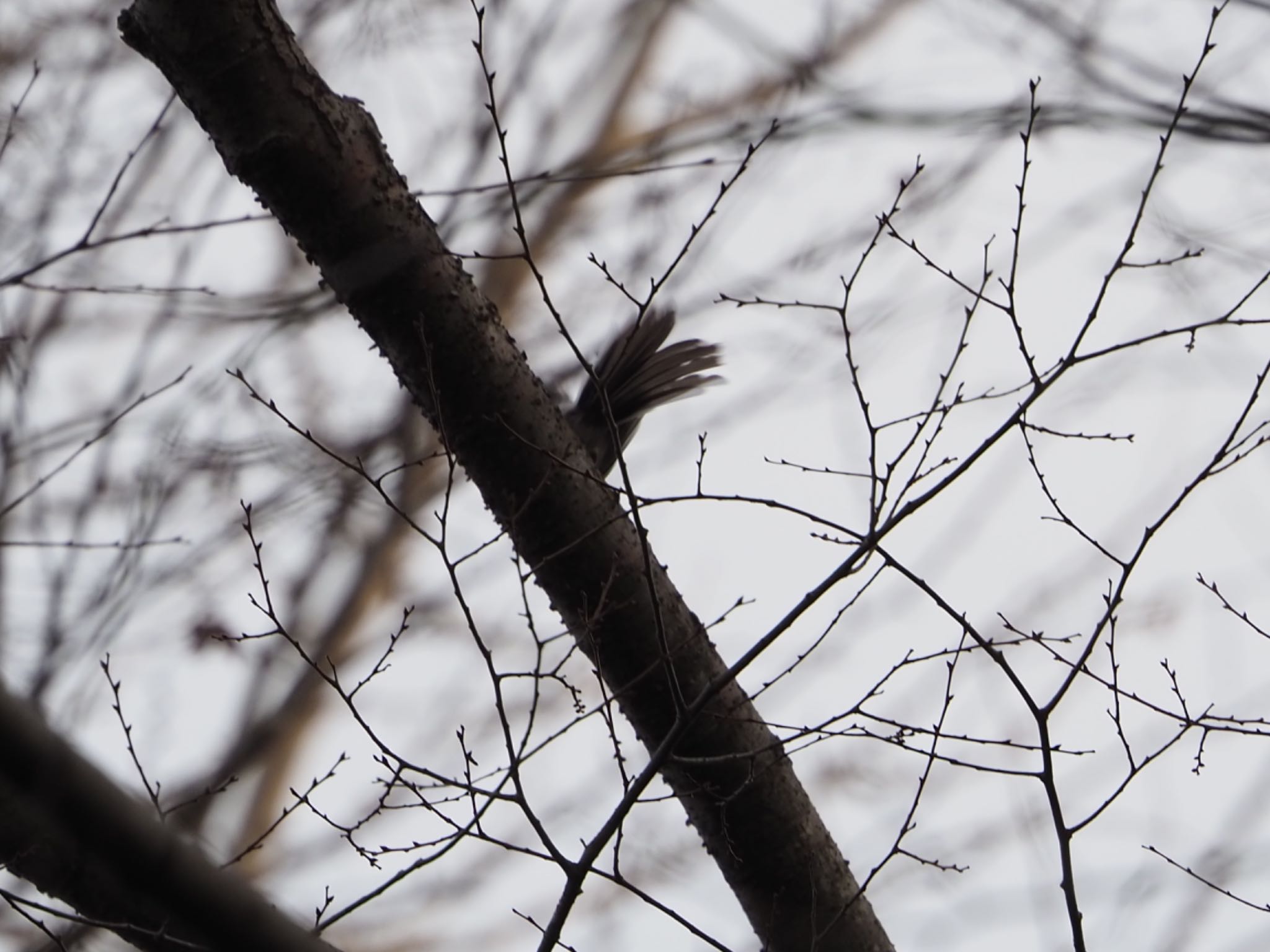 駿河平自然公園 エナガの写真 by km