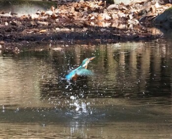 Common Kingfisher 駿河平自然公園 Sun, 1/9/2022