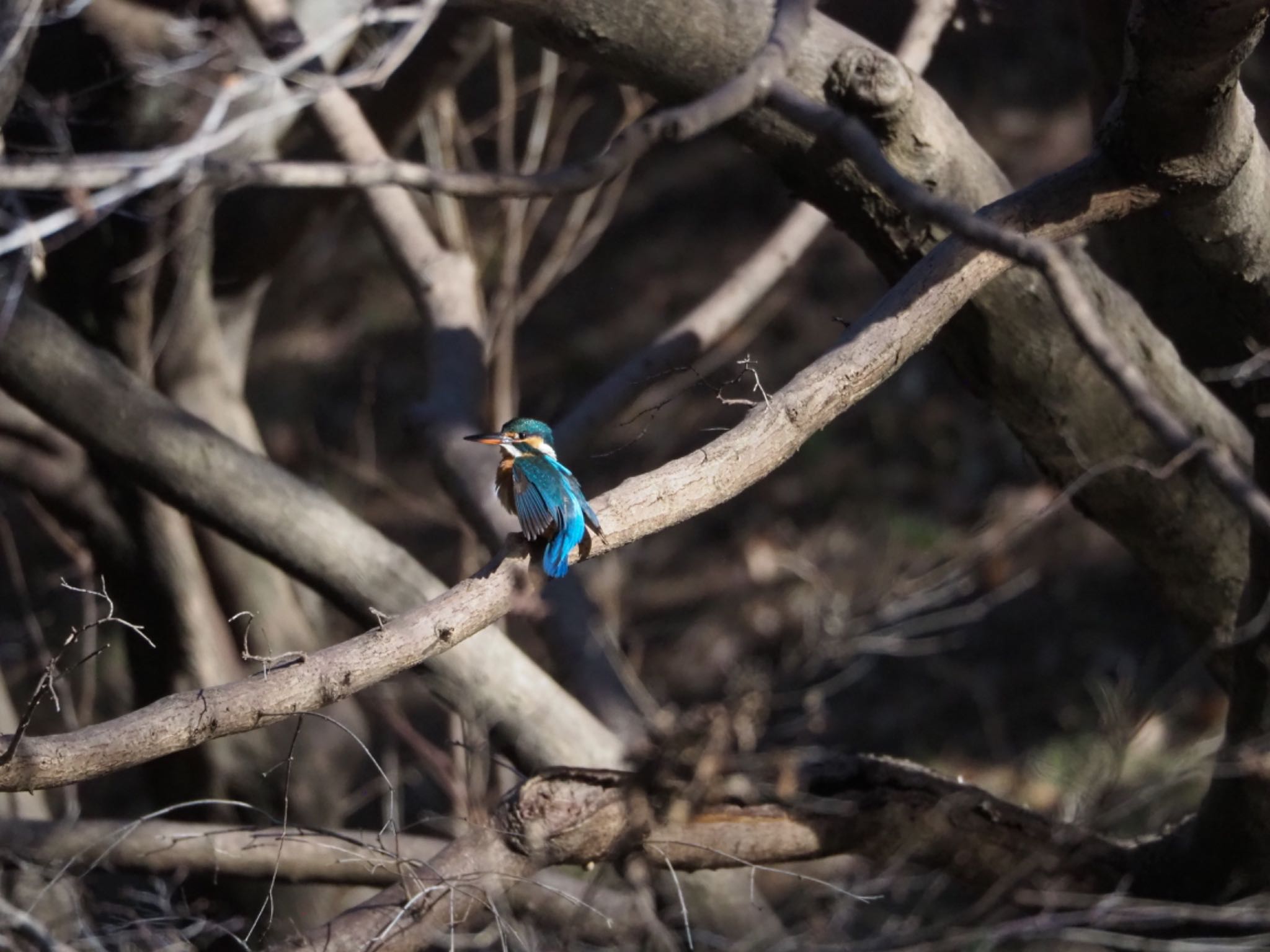 Photo of Common Kingfisher at 駿河平自然公園 by km