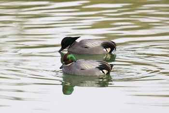 ヨシガモ 馬見丘陵公園 2022年1月9日(日)