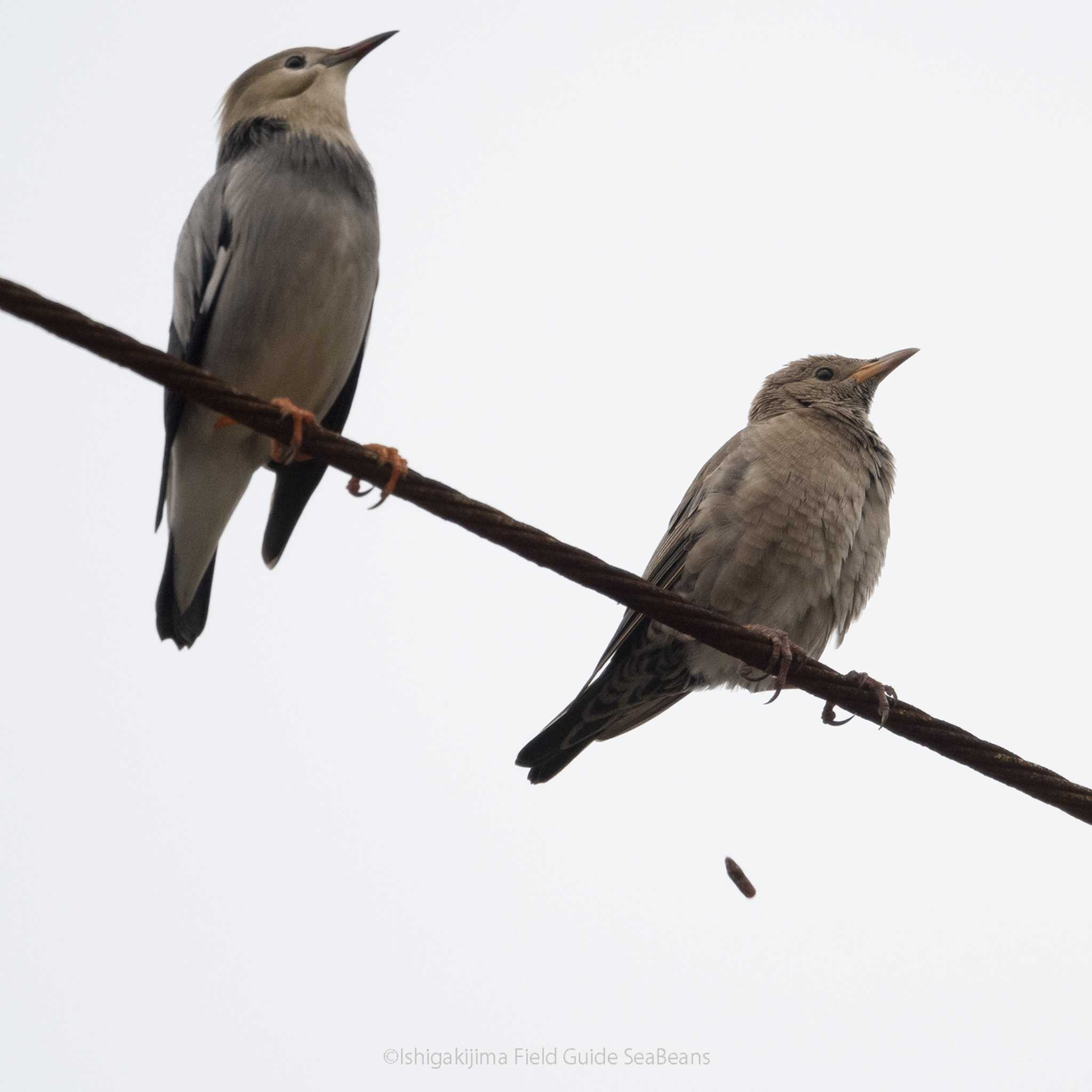 Red-billed Starling