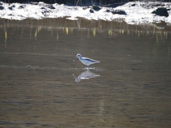 2022年1月9日(日) 葛西臨海公園の野鳥観察記録