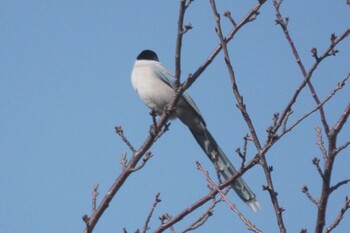 オナガ 引地川親水公園 2022年1月9日(日)