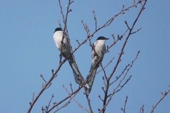 オナガ 引地川親水公園 2022年1月9日(日)