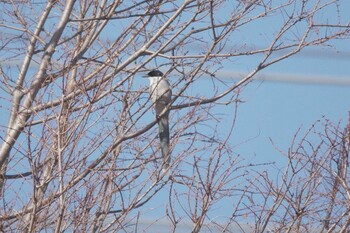 オナガ 引地川親水公園 2022年1月9日(日)