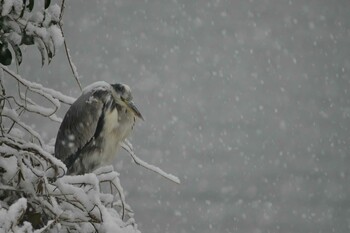 Grey Heron 東京都隅田川 Thu, 1/6/2022